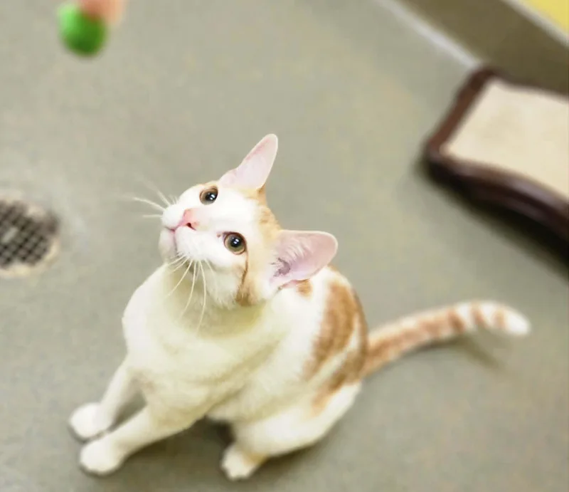 An adult medium-sized male Orange & White Domestic Short Hair cat named Alto for adoption in Manassas, VA