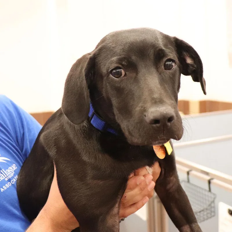 A baby medium-sized male Mixed Breed dog named Leo for adoption in Port Washington, NY