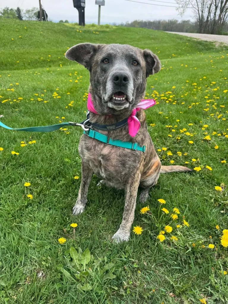 An adult large-sized female German Shepherd Dog dog named Daisy for adoption in Marion, OH