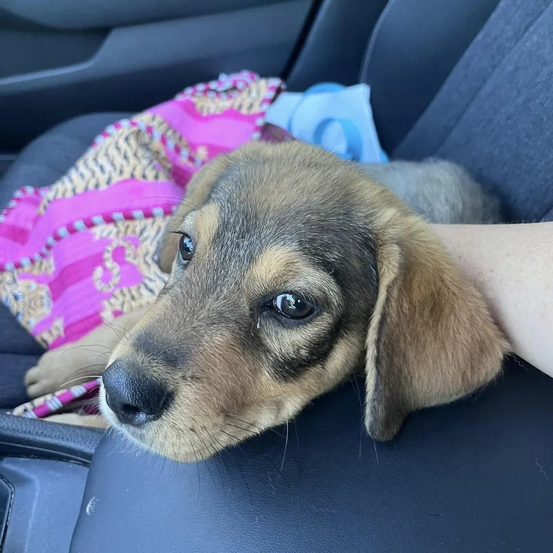 A baby medium-sized female Hound dog named Reina for adoption in Hillsborough , NC