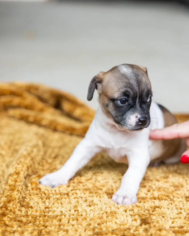 A baby small-sized female Chihuahua dog named Malibu for adoption in Pflugerville, TX