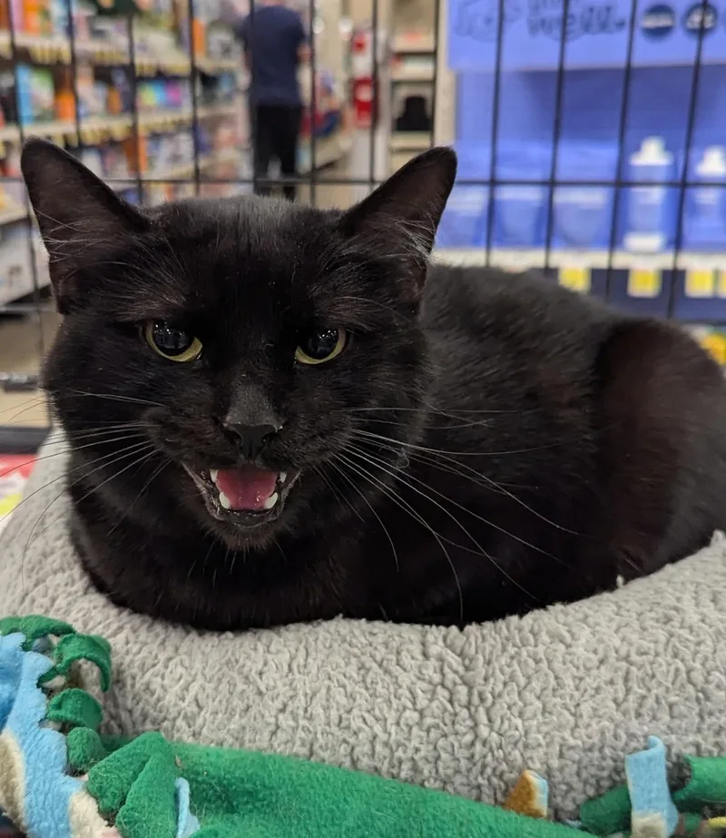 A baby medium-sized female Domestic Short Hair cat named Mommy for adoption in Farmland, IN