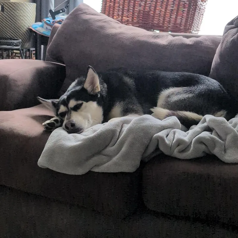 Kaya