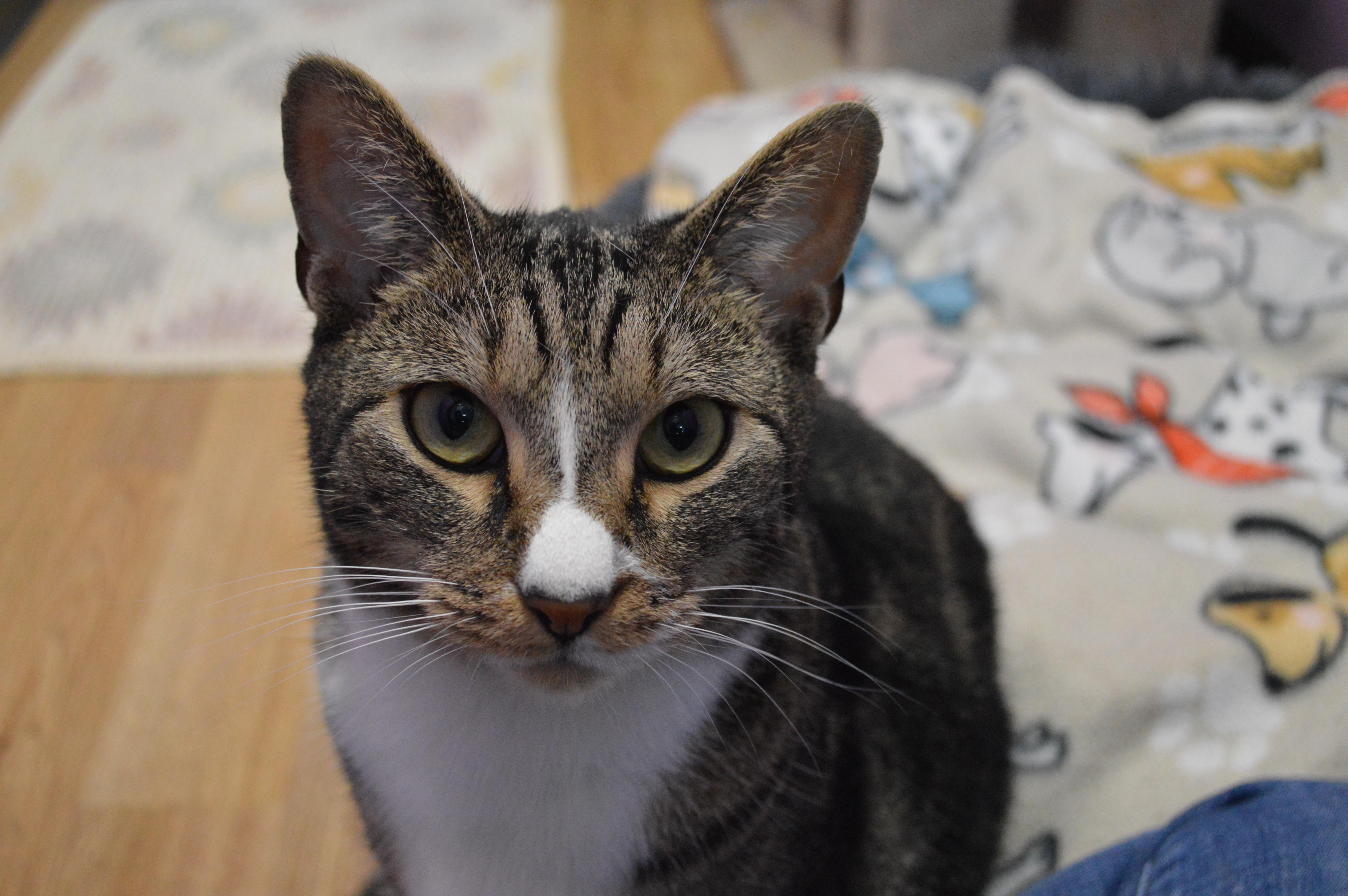 A young large-sized male Tabby (Brown / Chocolate) Domestic Short Hair cat named Jinx for adoption in House Springs, MO
