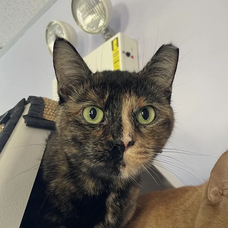 An adult medium-sized female Brown / Chocolate Domestic Short Hair cat named Barbie for adoption in Chicago, IL
