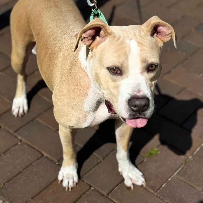 An adult medium-sized female Yellow / Tan / Blond / Fawn Pit Bull Terrier dog named Hazelnut for adoption in Bradenton, FL