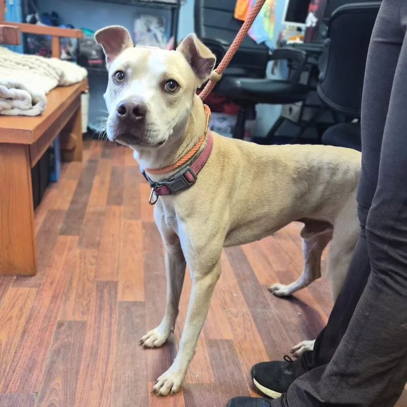 An adult medium-sized male Labrador Retriever dog named Frankenweenie for adoption in Wahiawa, HI