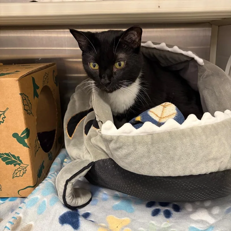 A senior large-sized male Black Domestic Short Hair cat named Solas for adoption in Ashtabula, OH