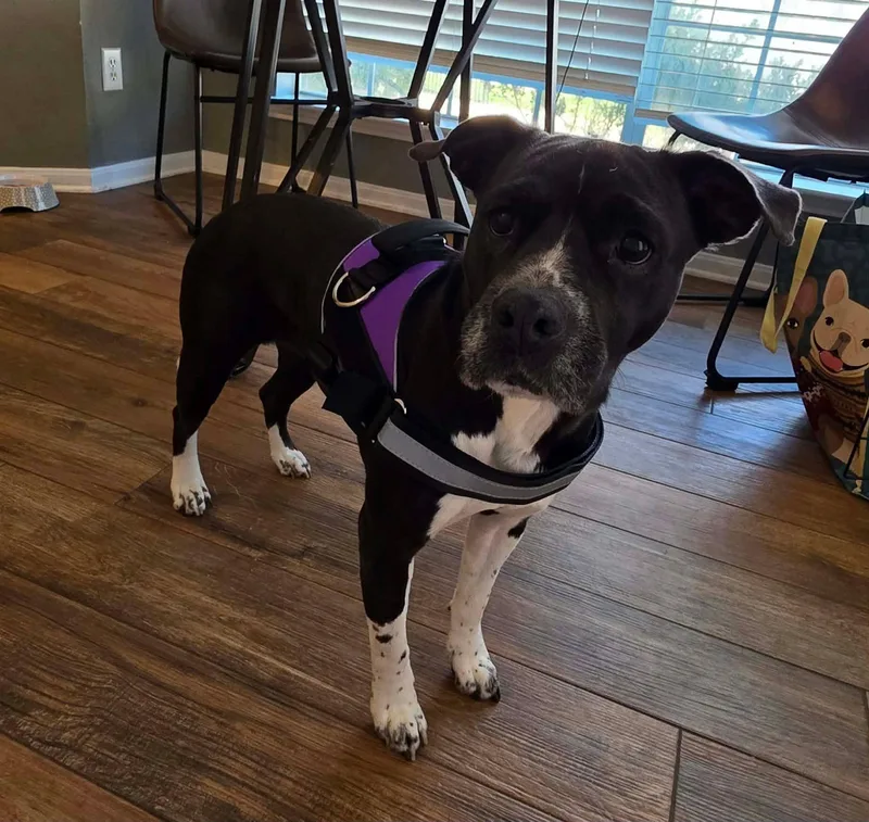 Tallulah thumbnail 2