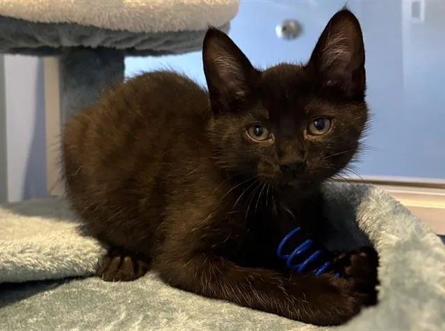 A baby small-sized male Domestic Short Hair cat named Max for adoption in Santa Clara, CA