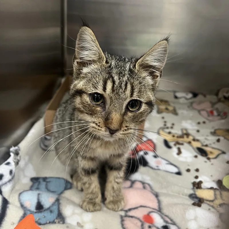 A baby small-sized female Buff / Tan / Fawn Domestic Short Hair cat named Gypsy for adoption in Lewisburg, WV