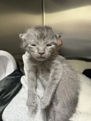 A baby small-sized male Domestic Short Hair cat named Dj Edmond Supreme for adoption in Memphis, TN