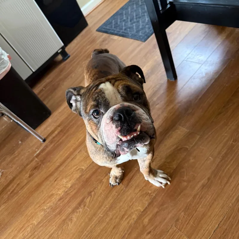 An adult medium-sized male English Bulldog dog named Biggie for adoption in Huber Heights, OH