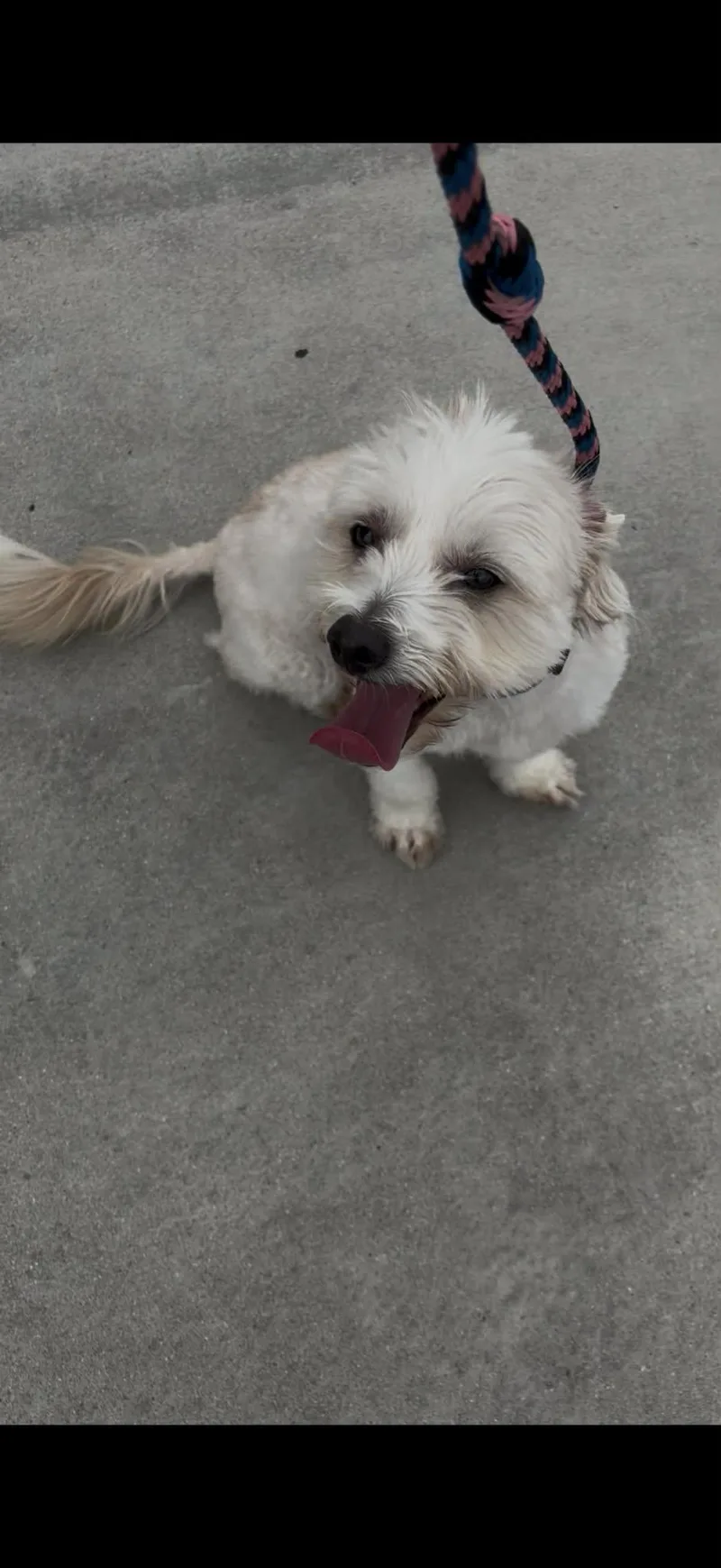 An adult small-sized male White / Cream Maltese dog named Peanut for adoption in Fresno, CA
