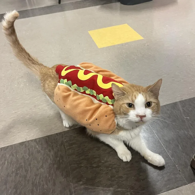 Professor Farnsworth