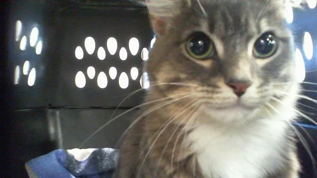 Michi