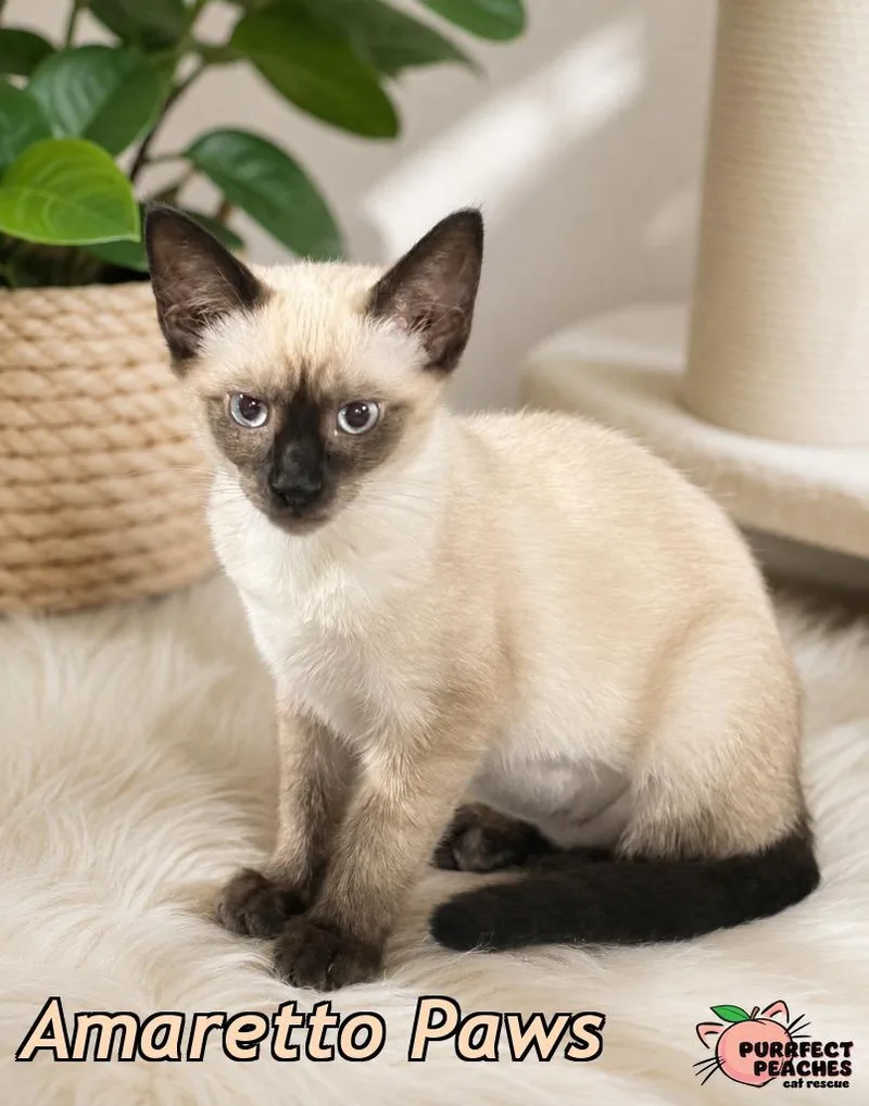 A baby medium-sized female Siamese cat named Amaretto Paws for adoption in Douglasville, GA