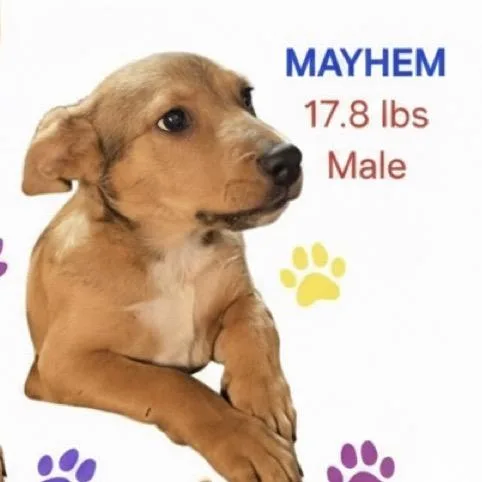 Mayhem thumbnail 5