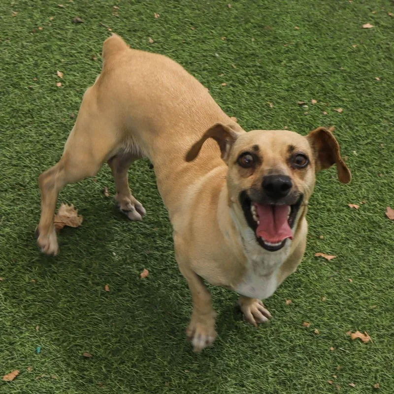 An adult small-sized female Brown / Chocolate Chihuahua dog named Peppermint for adoption in Ojai, CA