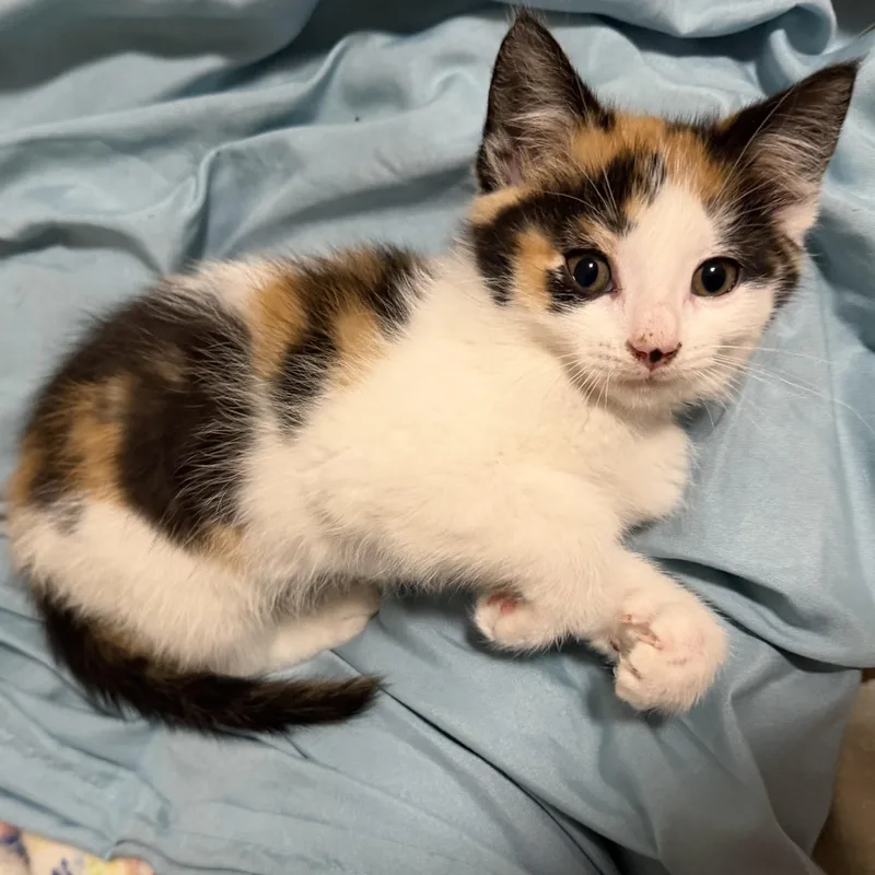 A baby medium-sized female Calico Domestic Short Hair cat named Fluffer Nutter for adoption in Victor, NY