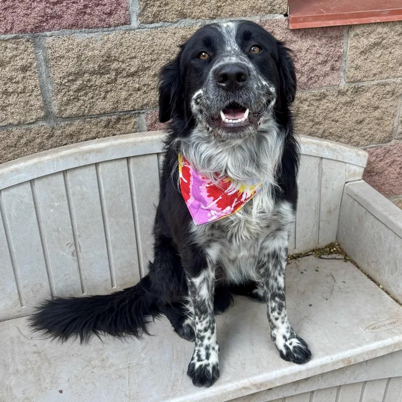An adult large-sized male Black Border Collie dog named Hopper for adoption in Glenwood Springs, CO