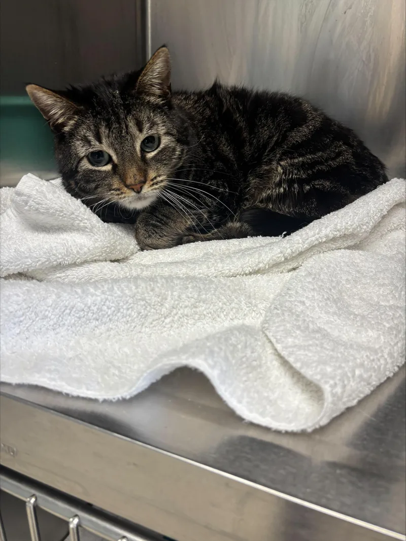 A young medium-sized female Tabby (Tiger Striped) American Shorthair cat named Baby Girl for adoption in Cranston, RI