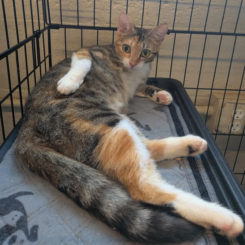 A young medium-sized female Tortoiseshell Domestic Long Hair cat named Debra for adoption in Huntington, WV