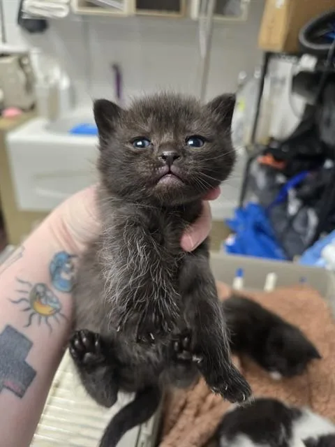 A baby small-sized female Domestic Short Hair cat named Jane Austen for adoption in Easton, MD