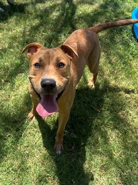 A young small-sized male Pit Bull Terrier dog named Jonny for adoption in Blythe, CA