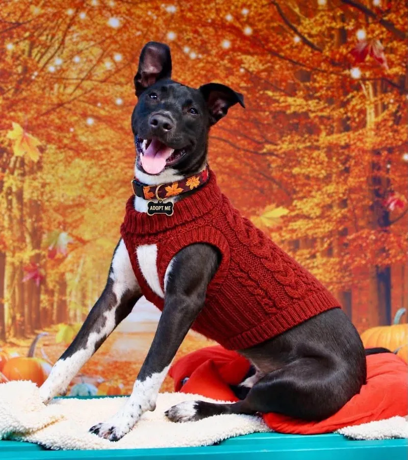 A young medium-sized male Harlequin Labrador Retriever dog named Comet for adoption in Fort Mill, SC