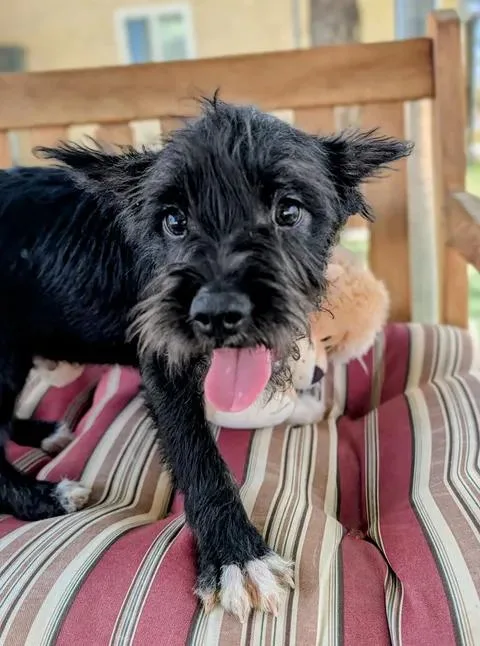 A young medium-sized male Terrier dog named B for adoption in Ridgecrest, CA