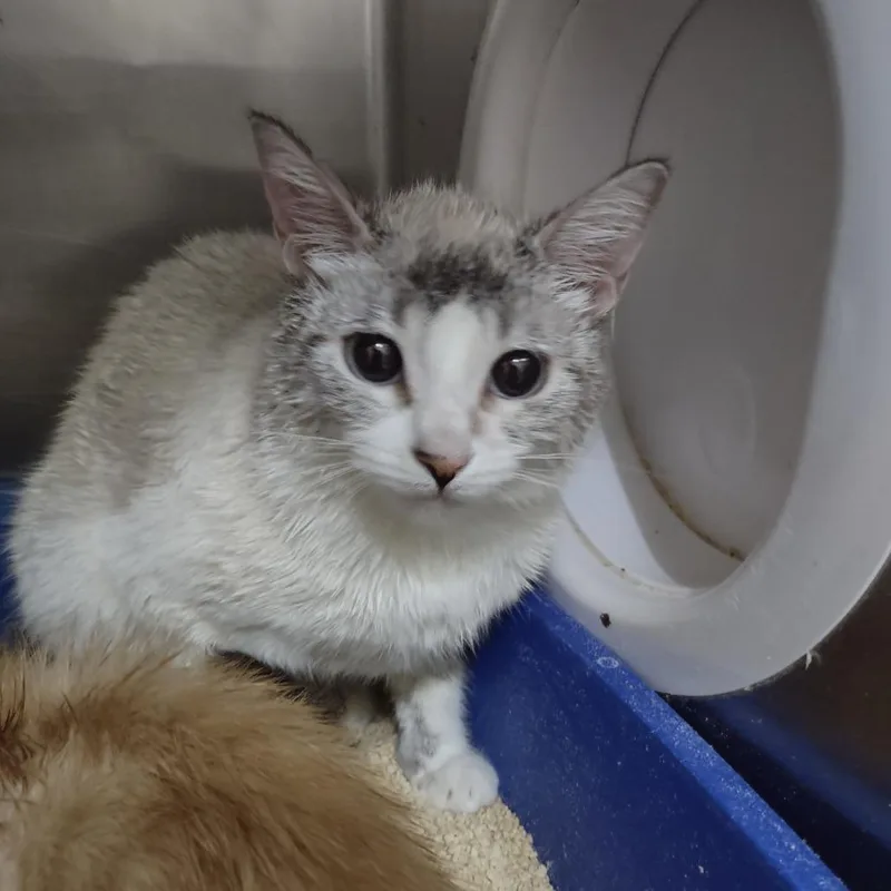 An adult medium-sized female Lilac Point Domestic Short Hair cat named Delilah for adoption in Upland, CA