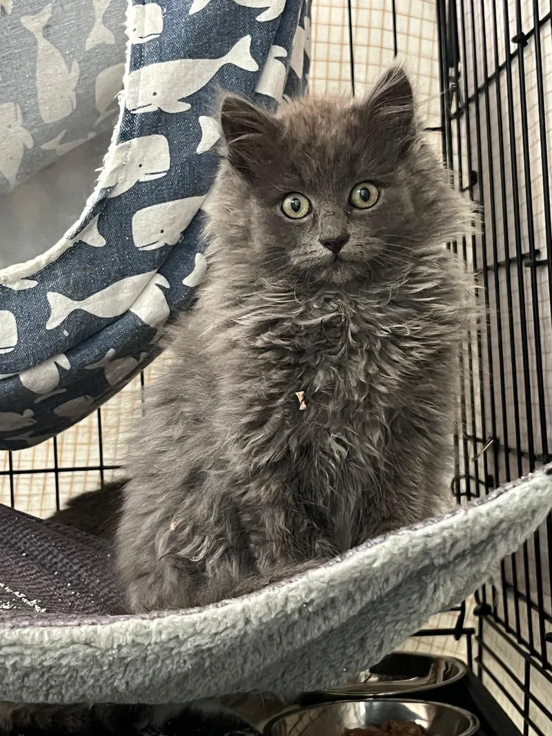 A young medium-sized male Domestic Long Hair cat named Razzle Dazzle for adoption in North Haven, CT