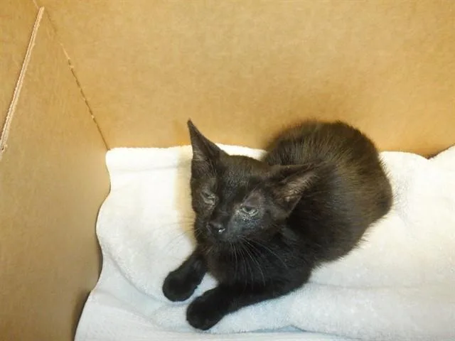 A baby small-sized female Domestic Short Hair cat named Elizabeth for adoption in San Jose, CA