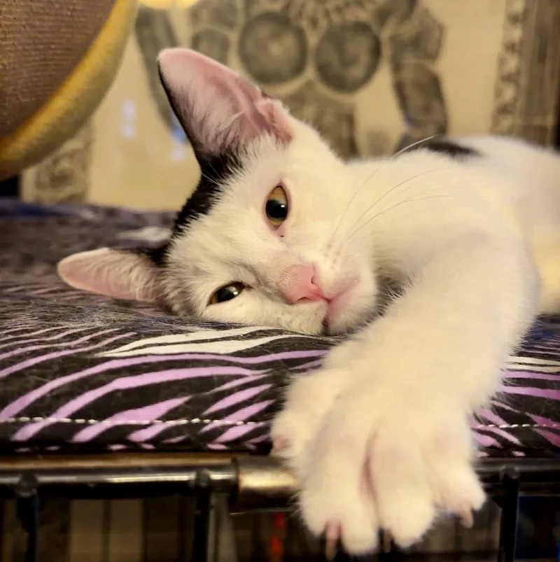 A baby medium-sized male Domestic Short Hair cat named Pony for adoption in Brooklyn, NY
