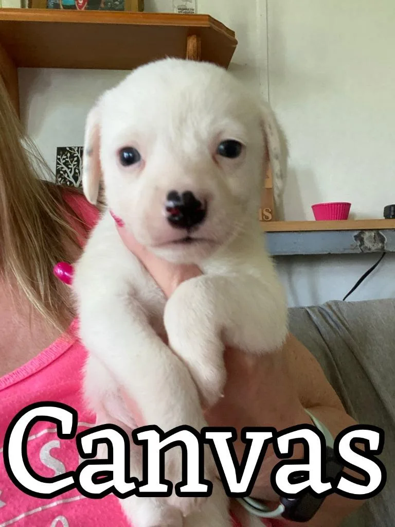 Canvas thumbnail 3