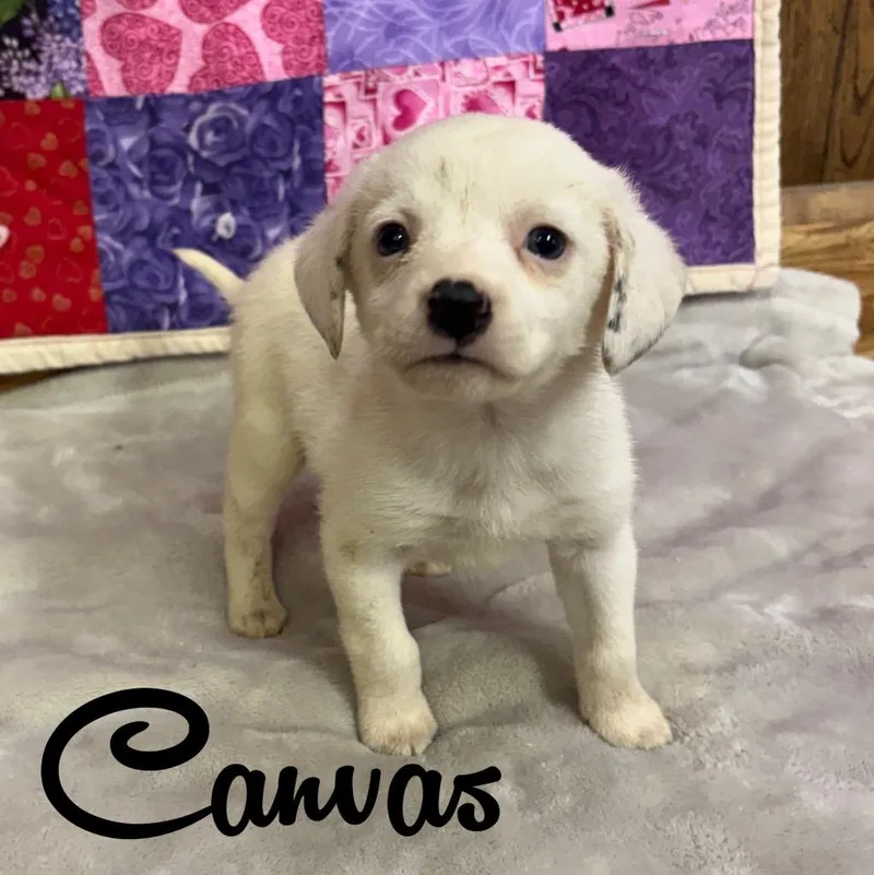 Canvas thumbnail 4