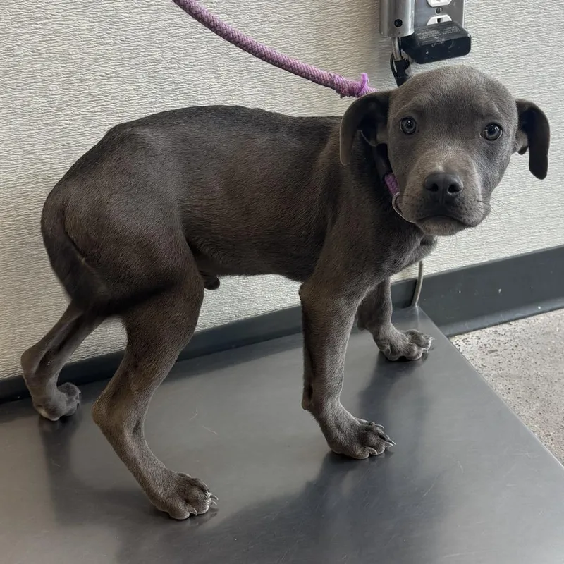 A baby medium-sized male Gray / Blue / Silver Mixed Breed dog named 112060 for adoption in Las Cruces, NM