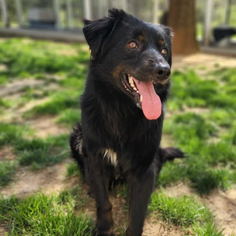 An adult large-sized male Black Chow Chow dog named Bronco for adoption in Stanley, VA