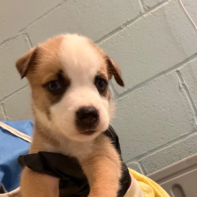 A baby medium-sized male Husky dog named Lennon for adoption in LOXAHATCHEE, FL