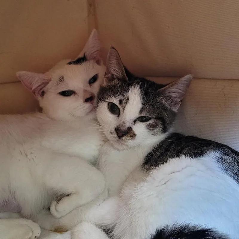 A young small-sized female White Domestic Short Hair cat named Shannon for adoption in Coos Bay, OR