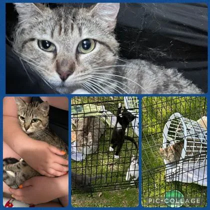 An adult small-sized female Domestic Short Hair cat named Mew for adoption in Beatrice, NE