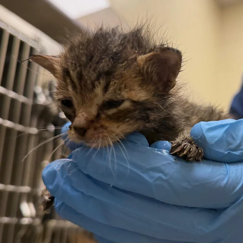 A baby small-sized male Gray / Blue / Silver Domestic Short Hair cat named Angel for adoption in Winston Salem, NC