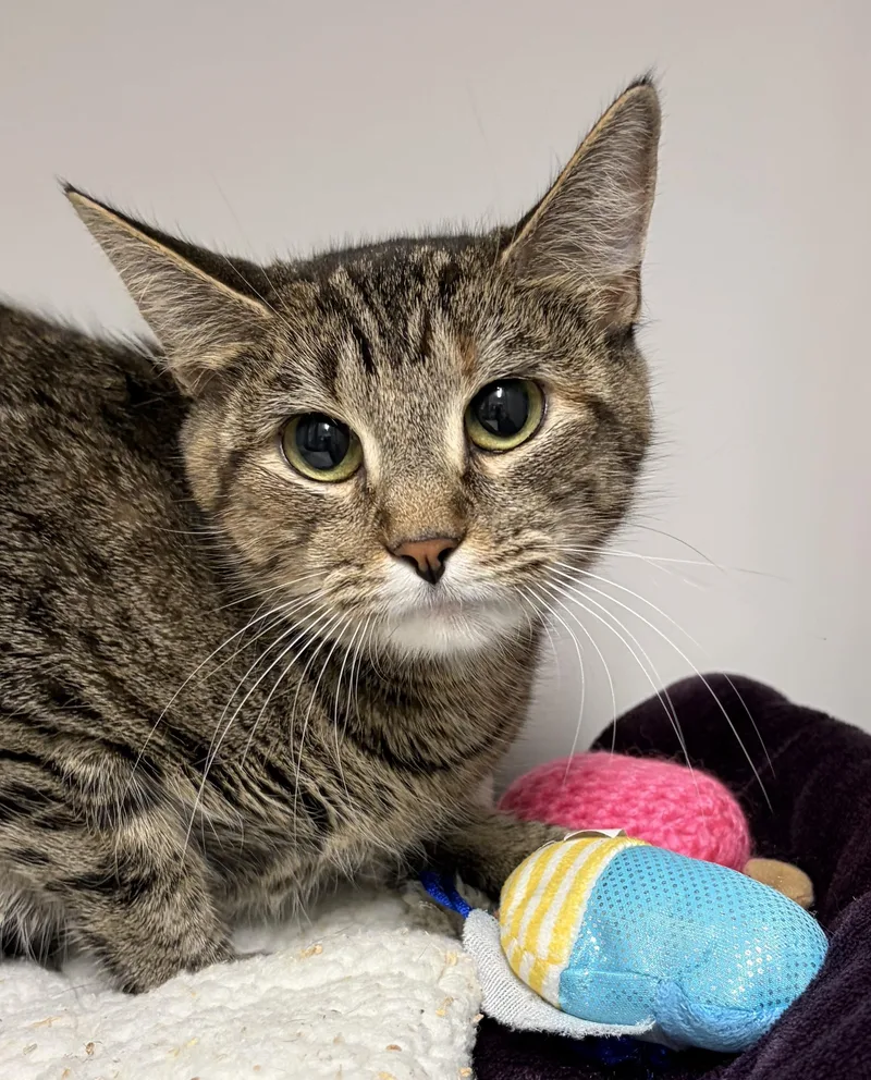 A young medium-sized female Tiger cat named Lola for adoption in Gardner, MA