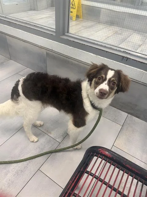 A young small-sized female Border Collie dog named Olivia for adoption in Charlotte, NC