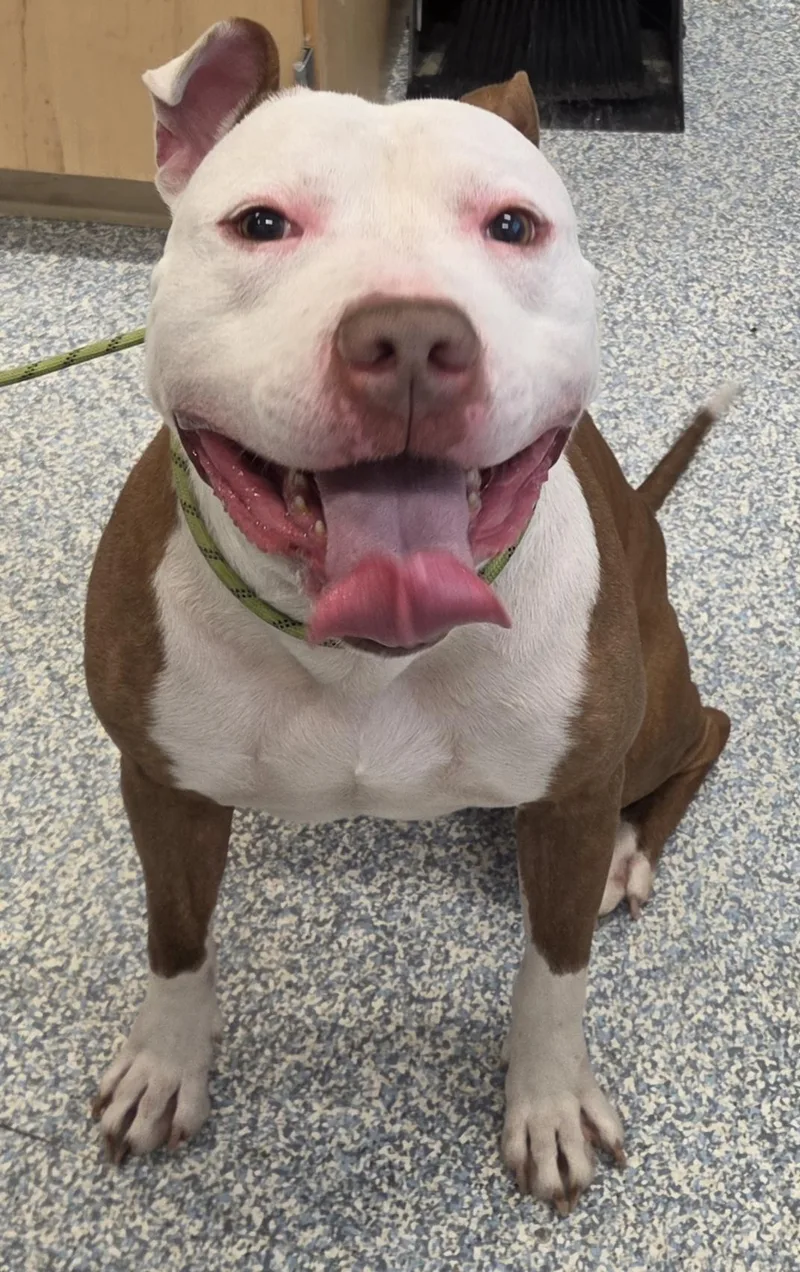 An adult large-sized male Pit Bull Terrier dog named King for adoption in Stafford, VA