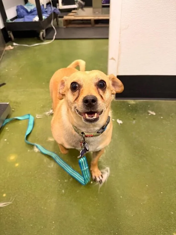 An adult medium-sized male Yellow / Tan / Blond / Fawn Chihuahua dog named Oscar for adoption in Fruit Heights, UT