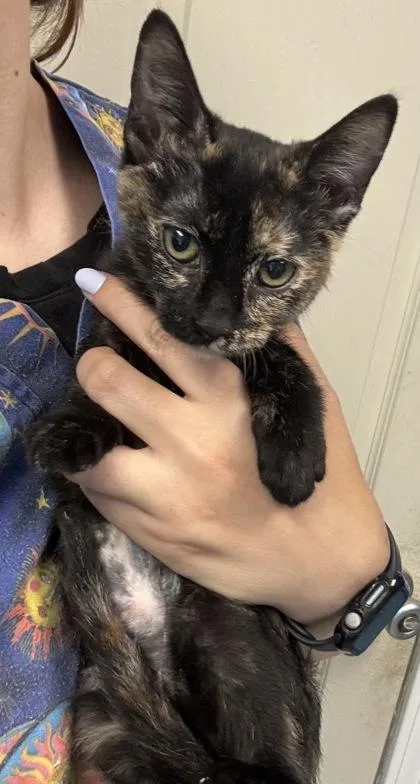A baby small-sized female Domestic Short Hair cat named Hope I AM for adoption in East Brookfield, MA