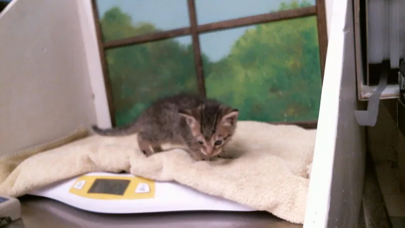 A baby small-sized female Domestic Short Hair cat named Tina for adoption in Houston, TX