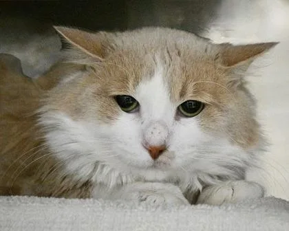 An adult small-sized male Domestic Long Hair cat named The Lone Ranger for adoption in West Seneca, NY